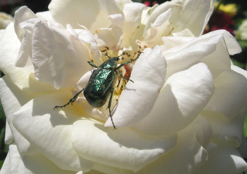 coleottero da identificare: Gnorimus nobilis